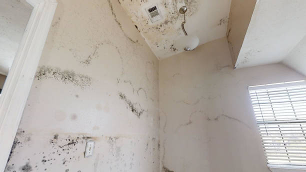 Best Mold Remediation for Healthcare Facilities  in Grant, MI
