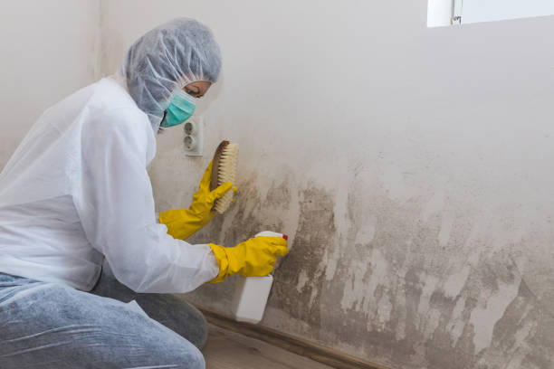 Mold Removal for HVAC Installations in Grant, MI