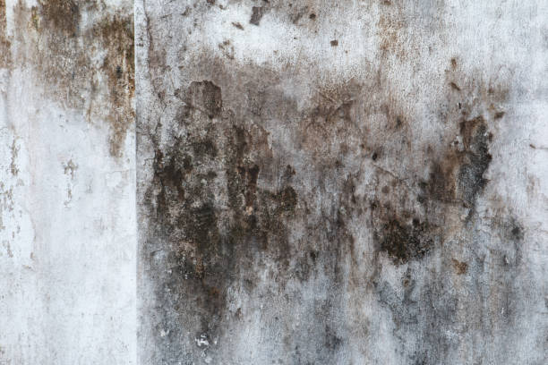 Best Biohazard Mold Removal  in Grant, MI