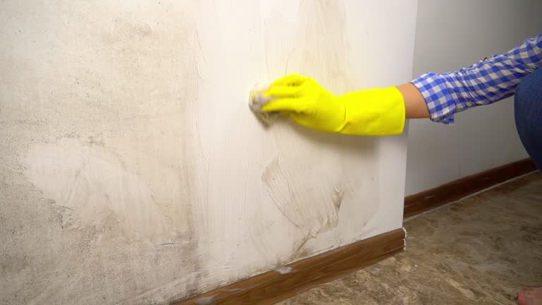Best Water Damage & Mold Remediation  in Grant, MI
