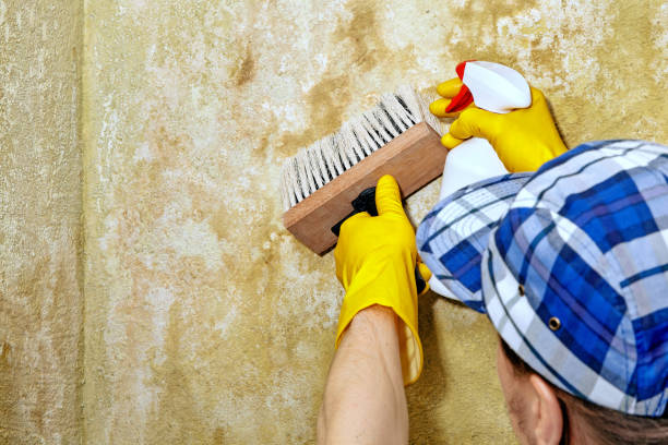 Best Industrial Mold Remediation  in Grant, MI