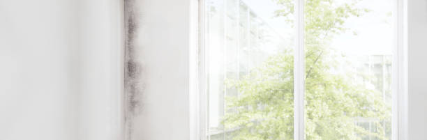Best Mold Documentation for Insurance Claims  in Grant, MI