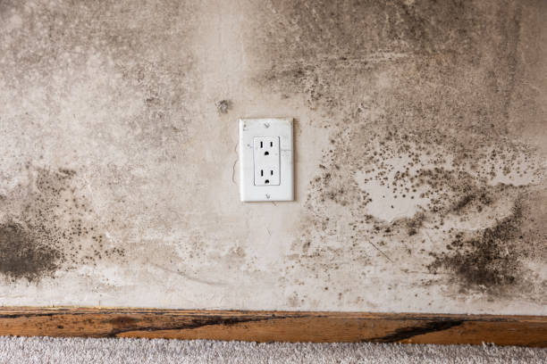 Best Mold Damage Restoration  in Grant, MI