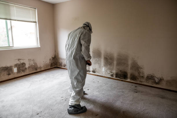Professional Mold Removal in Grant, MI