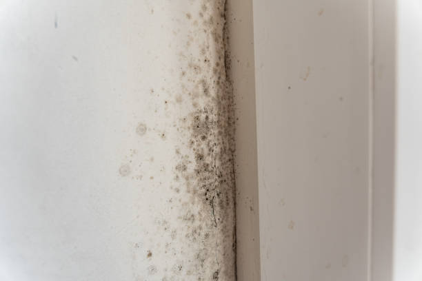 Asbestos and Lead Testing During Mold Inspection in Grant, MI